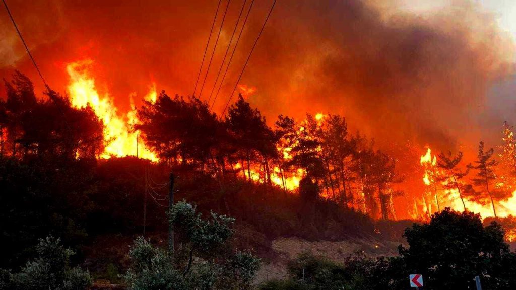 هزاران هکتار درخت زیتون در سراسر ترکیه در آتش سوخت